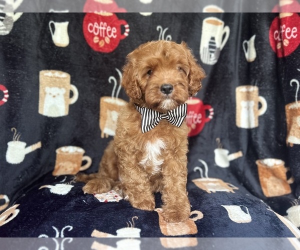 Medium Photo #7 Cavapoo Puppy For Sale in LAKELAND, FL, USA