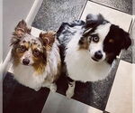 Small #2 Australian Shepherd