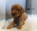 Small #7 Goldendoodle