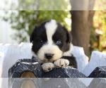 Small Photo #34 Australian Shepherd Puppy For Sale in ACTON, CA, USA