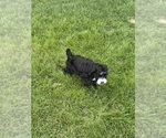 Small #7 Miniature Bernedoodle