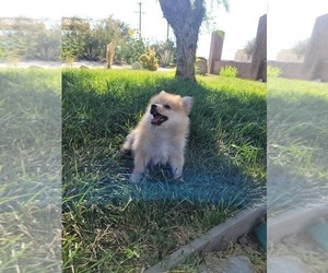 Pomeranian Puppy for sale in LITTLEROCK, CA, USA