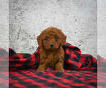 Small Photo #5 Goldendoodle (Miniature) Puppy For Sale in ITASCA, TX, USA