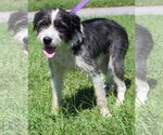 Small Photo #3 Mutt Puppy For Sale in Prattville, AL, USA