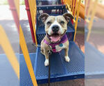 Small #3 Staffordshire Bull Terrier Mix