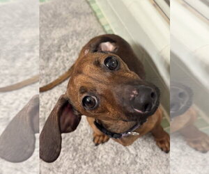 Dachshund Dogs for adoption in Fruitland, SC, USA