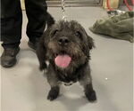 Small Mutt