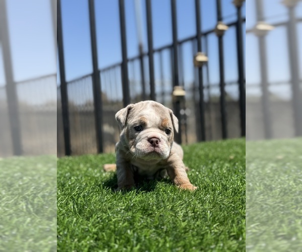 Medium Photo #6 English Bulldog Puppy For Sale in VIRGINIA BEACH, VA, USA