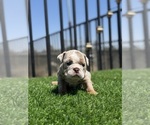 Small #5 English Bulldog
