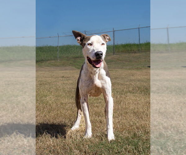 Medium Photo #1 Mutt Puppy For Sale in Abbeville, LA, USA