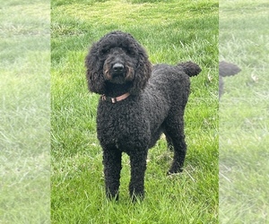 Poodle (Standard) Puppy for sale in JOHNSON CITY, TN, USA