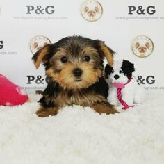 Yorkshire Terrier Puppy for sale in TEMPLE CITY, CA, USA