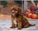 Leo - Male Cavapoo (Miniature) Puppy for Sale - Photo #2