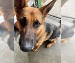 Small Photo #3 German Shepherd Dog Puppy For Sale in Cupertino, CA, USA