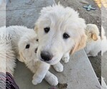 Small Photo #11 Golden Pyrenees Puppy For Sale in WELLINGTON, CO, USA
