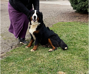 Mother of the Bernese Mountain Dog puppies born on 03/19/2023