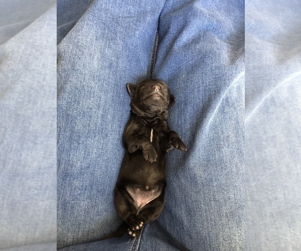 Medium Photo #9 Labradoodle Puppy For Sale in MIFFLINBURG, PA, USA