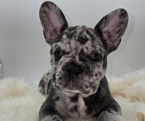 French Bulldog Puppy for sale in SPRINGFIELD, OR, USA