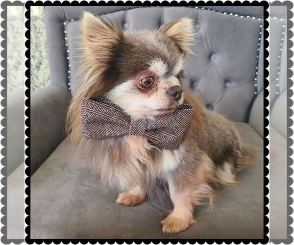 Medium Photo #3 Chihuahua-Unknown Mix Puppy For Sale in Princeton, MN, USA