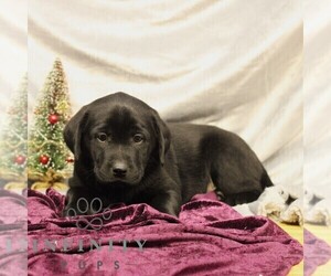 Labrador Retriever Puppy for sale in SHIPPENSBURG, PA, USA