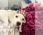 Small Photo #2 Mutt Puppy For Sale in NYC, NY, USA