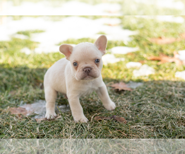 Medium Photo #4 French Bulldog Puppy For Sale in NAPPANEE, IN, USA