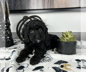 Cavapoo Puppy for sale in FRANKLIN, IN, USA