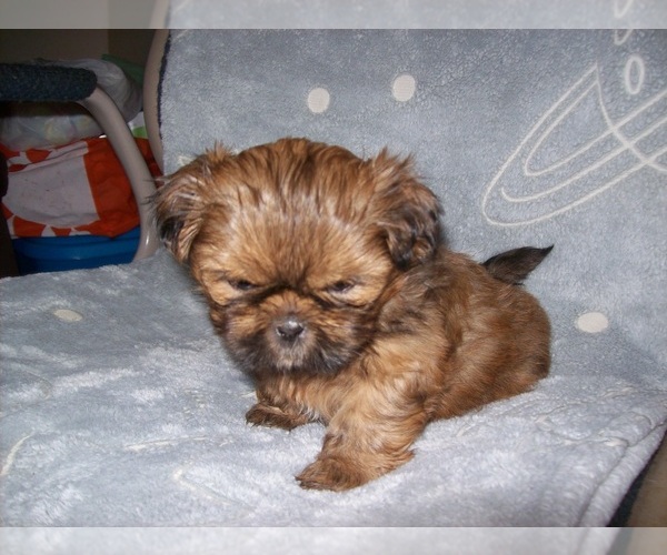 Medium Photo #6 Shih Tzu Puppy For Sale in S ZANESVILLE, OH, USA