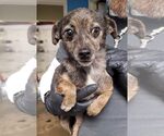 Small #4 Chiweenie