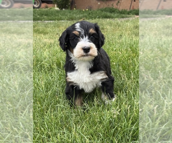 Medium Photo #2 Bernedoodle Puppy For Sale in LONGMONT, CO, USA