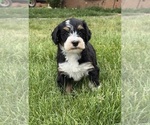 Small #1 Bernedoodle