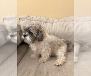 Mother of the Mal-Shi puppies born on 11/21/2025