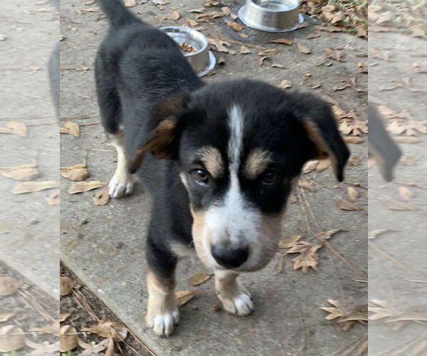 Medium Photo #3 Labrador Retriever-Unknown Mix Puppy For Sale in The Woodlands, TX, USA