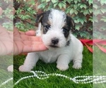 Small Photo #7 Jack Russell Terrier Puppy For Sale in FOYIL, OK, USA
