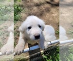 Small Photo #15 Great Pyrenees Puppy For Sale in SCOTTSVILLE, KY, USA