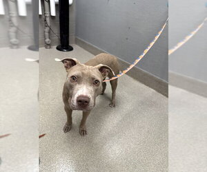 Mutt Dogs for adoption in Las Vegas, NV, USA