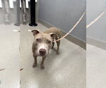 Small Mutt