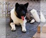 Small Photo #7 Akita Puppy For Sale in SOMERSET, NJ, USA