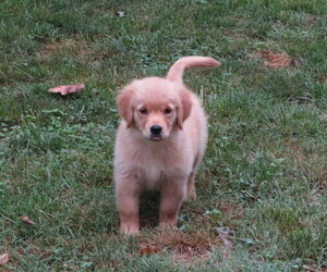 Golden Retriever Puppy for Sale in MECHANICSVILLE, Maryland USA
