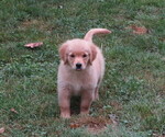 Image preview for Ad Listing. Nickname: Truffle