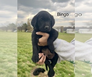 Labrador Retriever Dog for Adoption in FREDERICKSBG, Ohio USA
