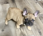 Small French Bulldog