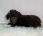 Small #24 Poodle (Standard)