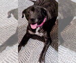 Small #1 Boxer Mix