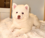 Small Pomsky