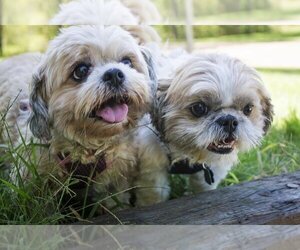 Shih Tzu Dogs for adoption in Tonka Bay, MN, USA