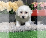 Small #2 Bichon Frise