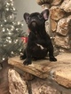Small Photo #7 French Bulldog Puppy For Sale in OCALA, FL, USA