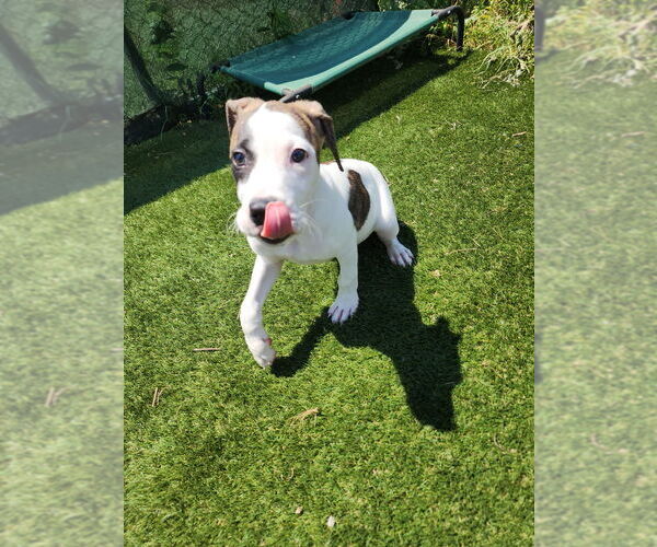 Medium Photo #8 Mutt Puppy For Sale in Evansville, IN, USA