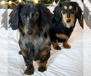 Dachshund Litter for sale in MOUNTAIN GROVE, MO, USA